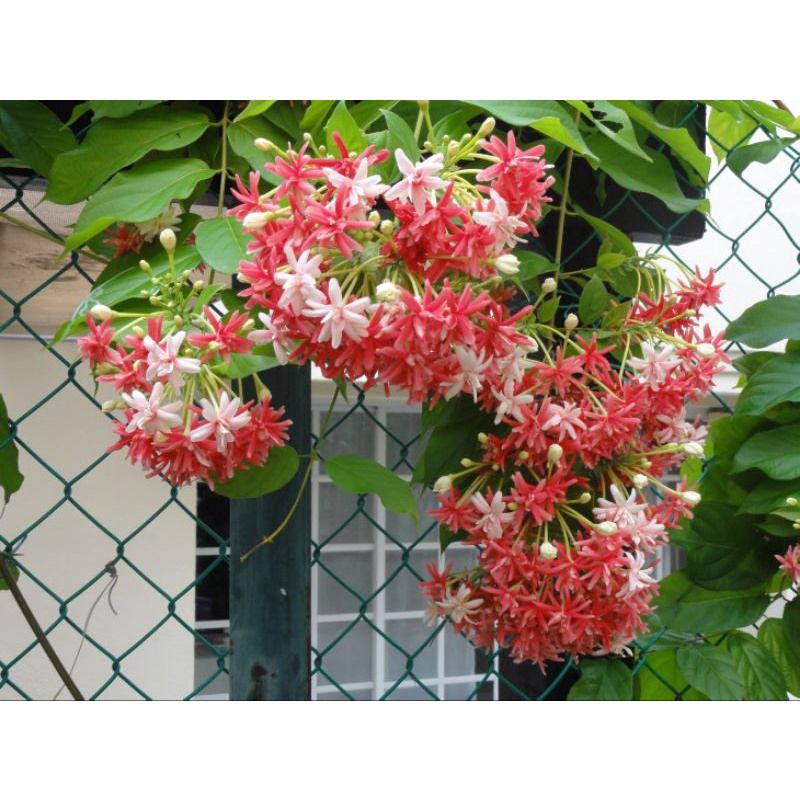 Bibit Tanaman Hias Rambat Melati Belanda Tumpuk Thai Rangoon Ceguk Wandani