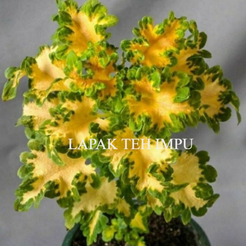 ( BISA COD ) TERMURAH Tanaman Hias Miana Ekor Naga / Bunga Hias Miana Ekor Naga / Tanaman Hidup Mian