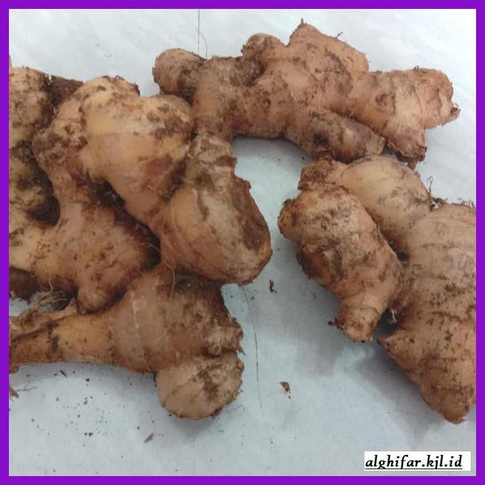 

lanoisidartdrink- jahe gajah / jahe putih fresh dan segar 500gram -asliii-bngittt.