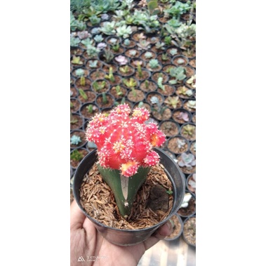 kaktus gymno impor red