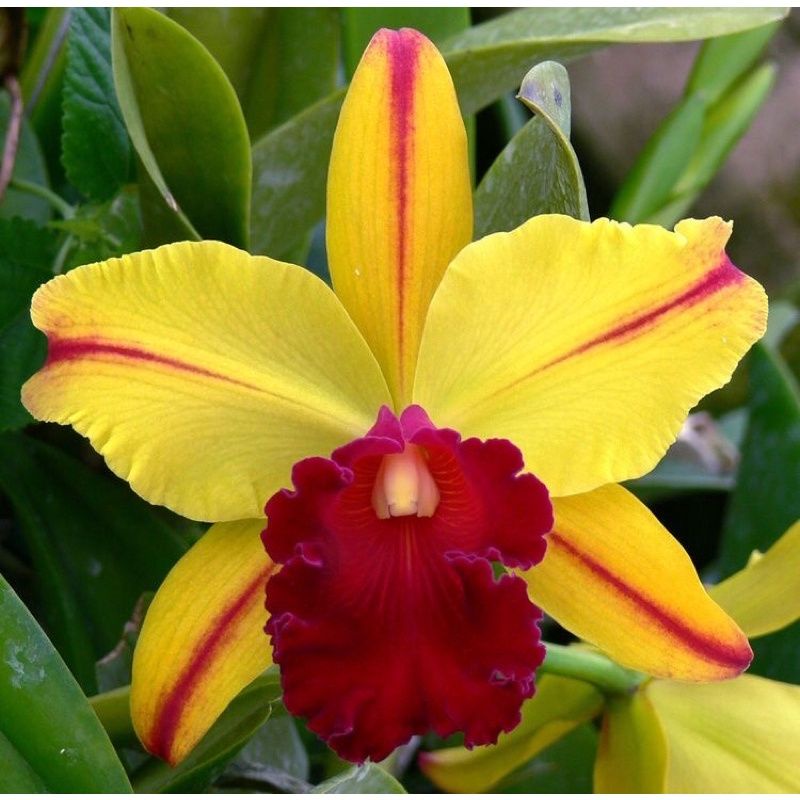 (TERLARIS)  Seedling Anggrek Dendrobium “Encore” Tanaman Hidup Bunga Hidup Murah Bunga Pohon Anggrek