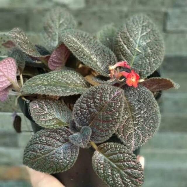 Tanaman hias gantung episcia - begonia daun