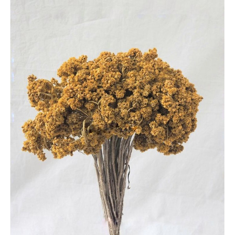  BUNGA KERING  EDELWEIS KUNING EDELWEISS DRIED FLOWER UNTUK 