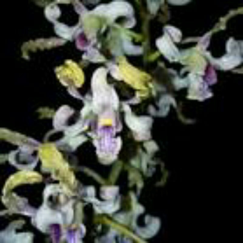 Anggrek Dendrobium Pseudoconanthum (anggrek besi sulawesi)