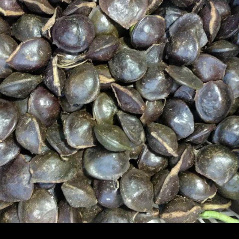 

jengkol muda