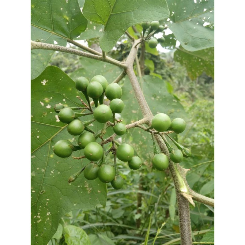 

buah takokak atau cepokak fresh 500gr