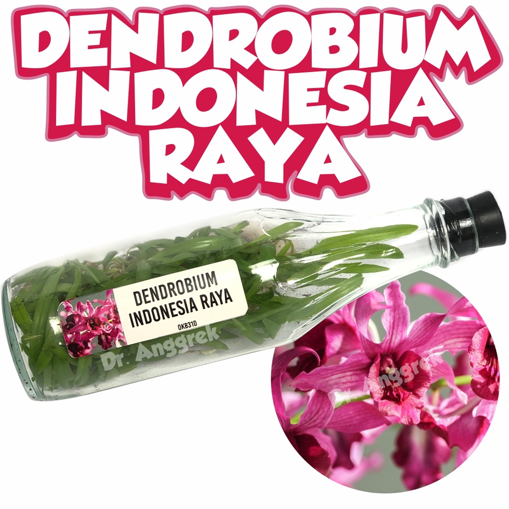 Bibit Anggrek Dendrobium Dalam Botol Indonesia Raya