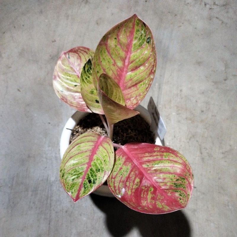 aglonema goliat merah remaja