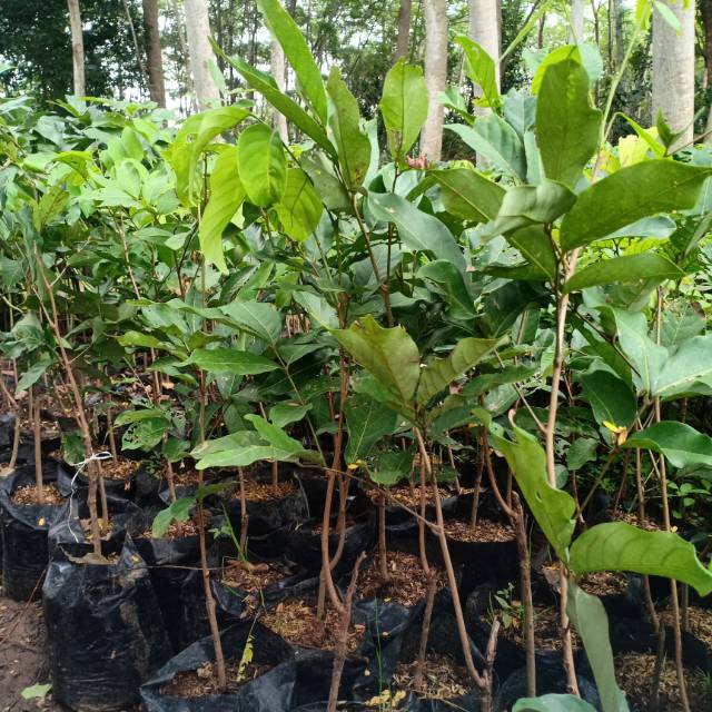 

Rambutan genjah