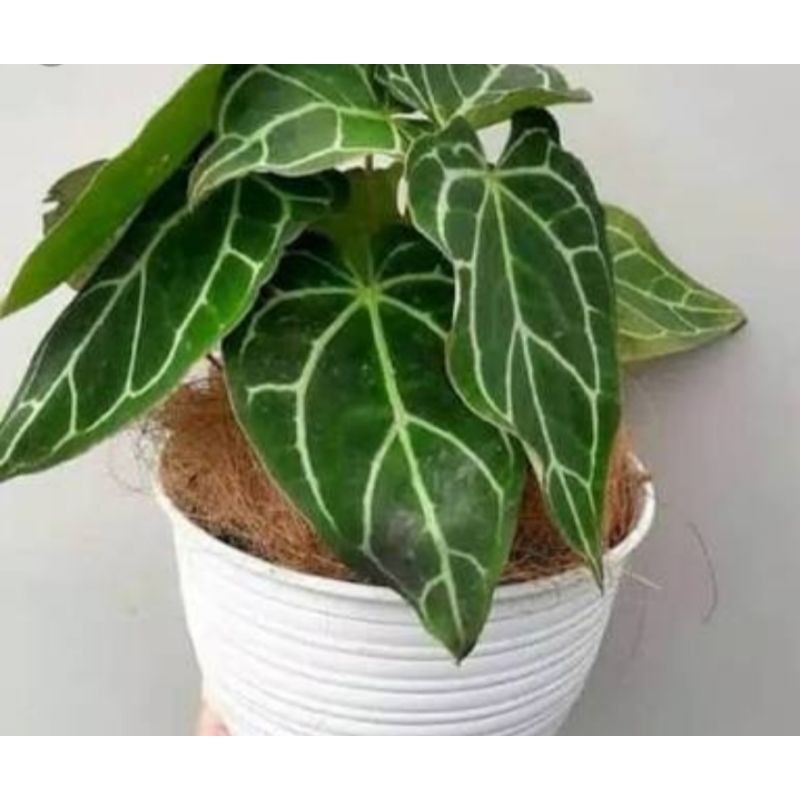 Tanaman hias bunga kuping gajah daun kecil (Anthurium Crystallinum)