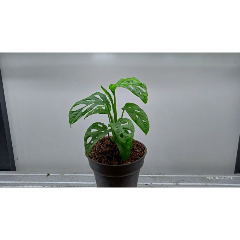 tanaman monstera acuminata/janda bolong acuminata