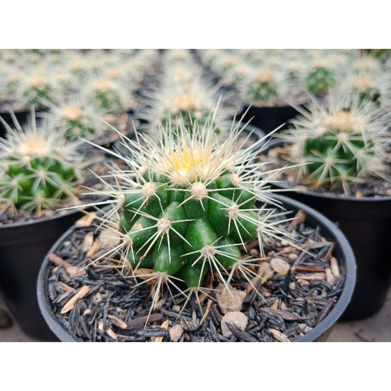 Kaktus Cantik Golden Barrel Ownroot - Sukulen Bandung