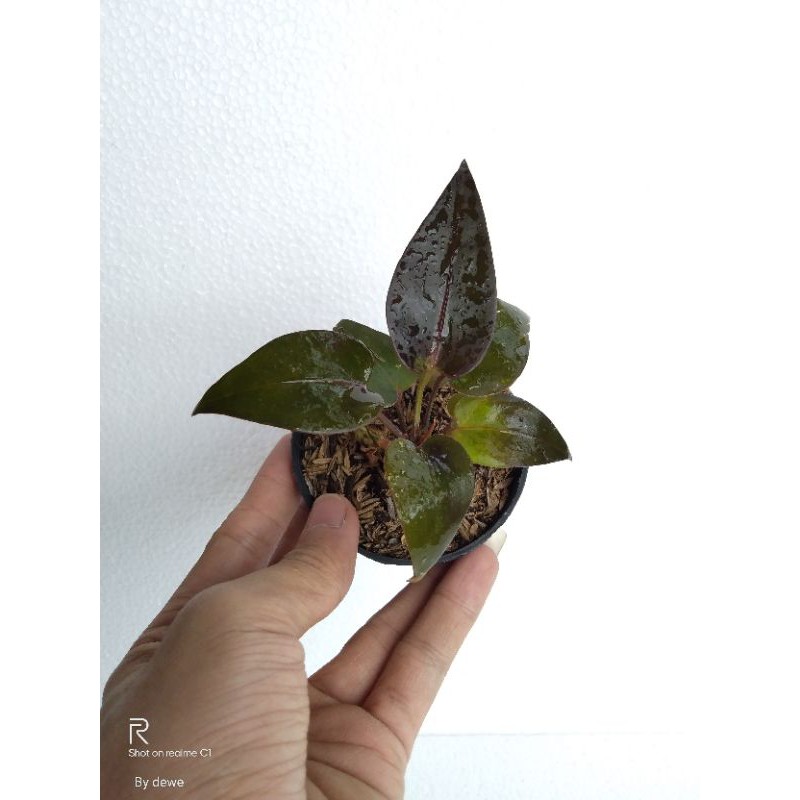 Anthurium Black Armani