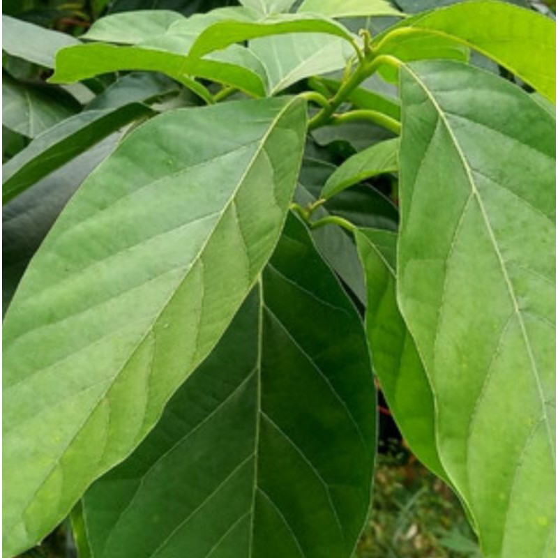 

Daun alpukat