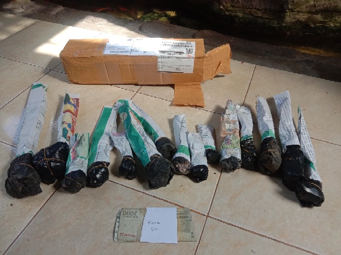 Calathea Ornata Sanderiana /bibit Tanaman Hias Bunga Kalatea