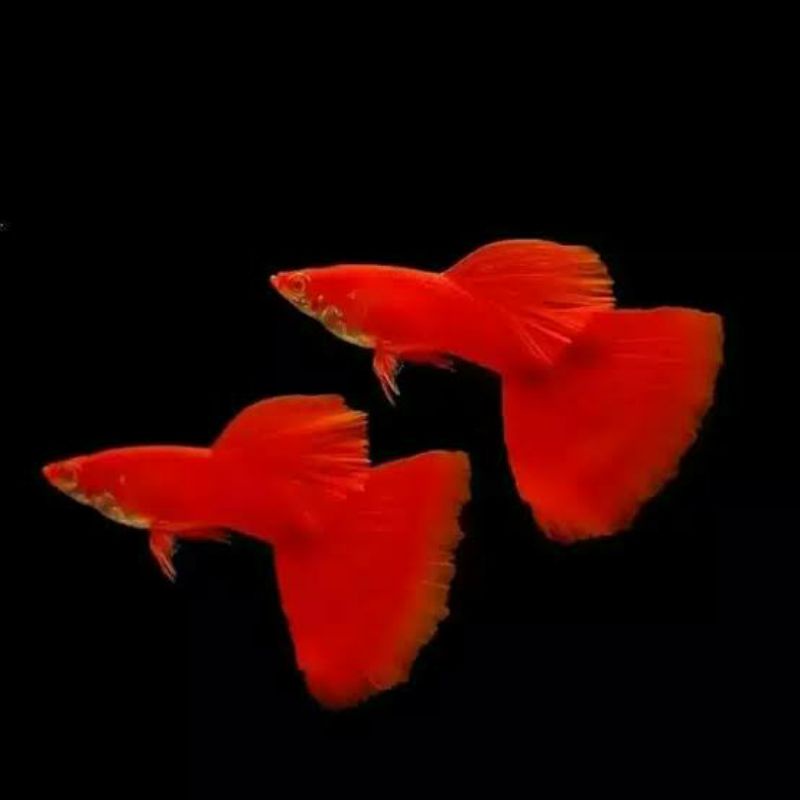 Hiasan Aquascape/ikan hias/Guppy/AFR/Albino Full Red/Sepasang