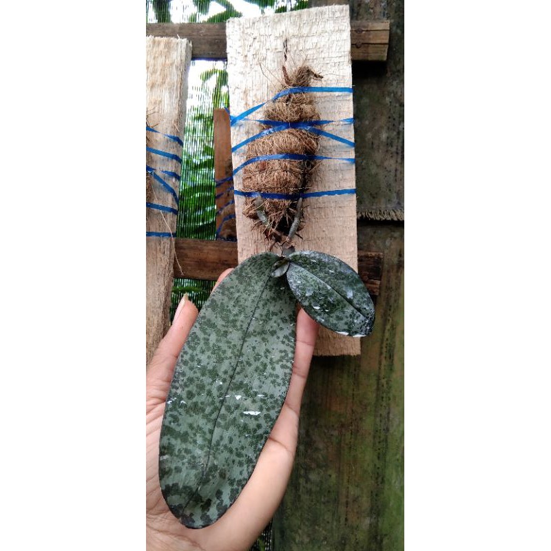 

phallaenopsis celebensis