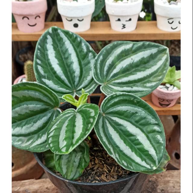 peperomia watermelon keriput/ peperomia starfruit/ peperomia belimbing