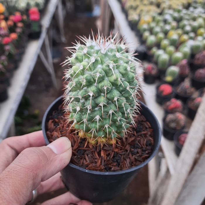 kaktus durian ownroot