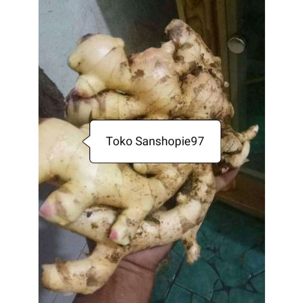 

Jahe gajah segar per 1 kg