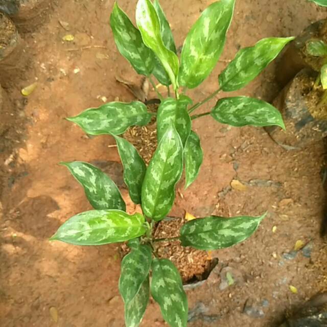 Tanaman Aglaonema Crispum  Tanaman Sri Rezeki Tanaman 