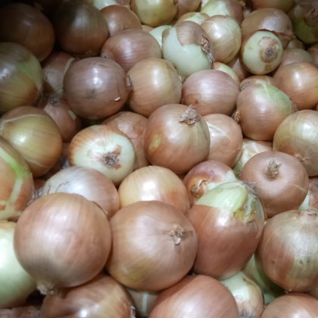 

Bawang bombay 1kg termurah