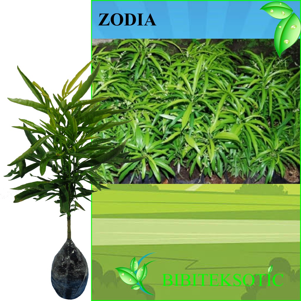 Gambar Bunga Zodia Gambar Kelabu Gambar Bunga Zodia Gambar Kelabu