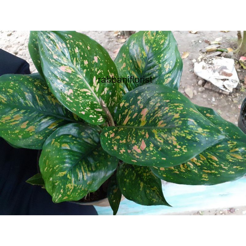 AGLONEMA RUBY / AGLONEMA RUBY CIANGMAY rabbaniflorist