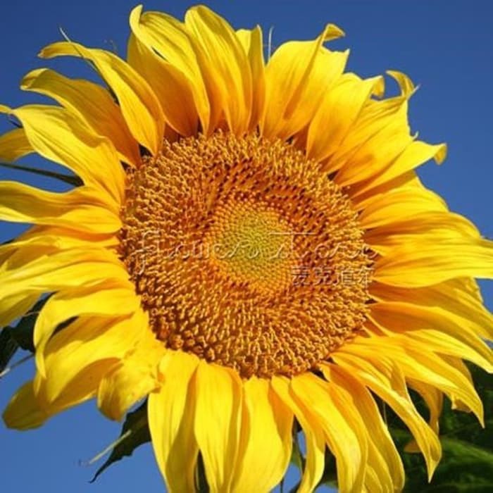 Bunga Matahari Giant : Jual Biji Bibit Benih Bunga Matahari / Sunflower Sunspot ... : Bunga matahari giant sun gold.