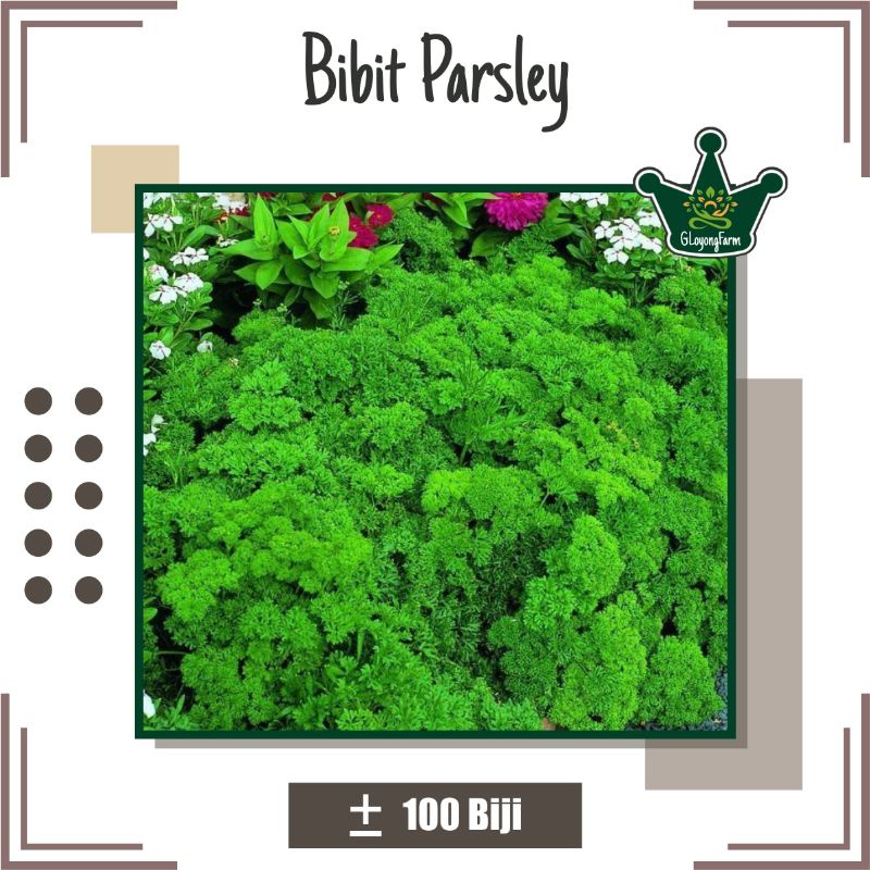 Benih Parsley Moss Curled - Benih Sayuran