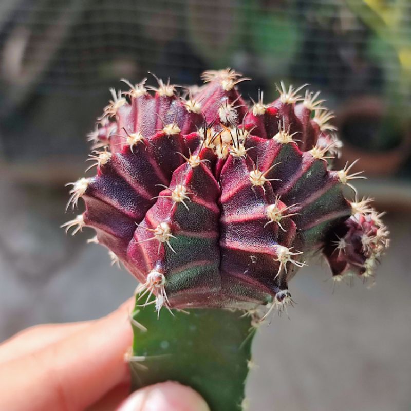 Kaktus Gymnocalycium Red Korea Grafting