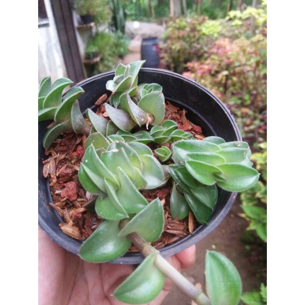 Sukulen Crasulla Tanaman Gantung