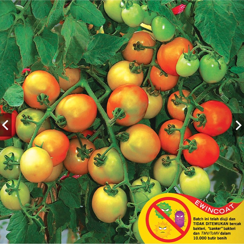 Promo 5 Pack Benih Tomat Tymoti F1 Kualitas super