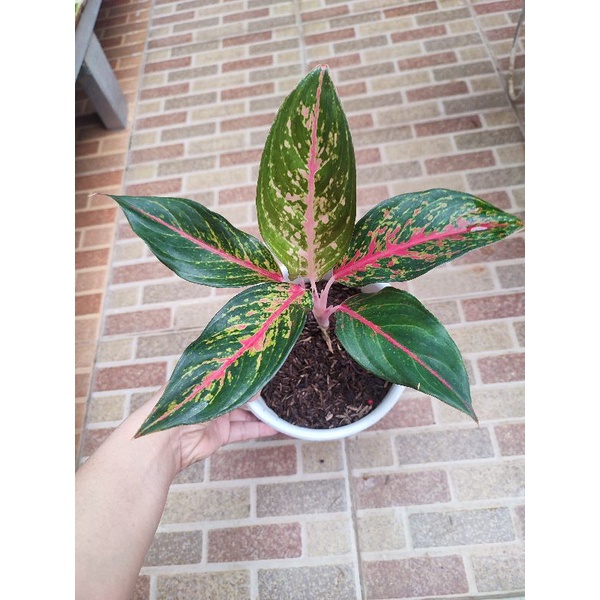 aglonema red anita