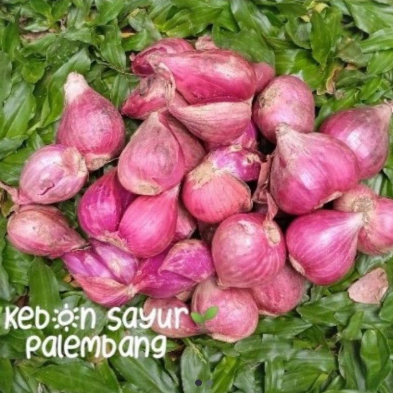 

kebun sayur bawang merah brambang