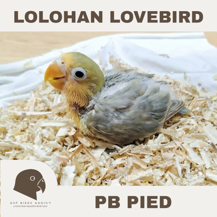 Lolohan Lovebird PB Pied  Parblue Pied