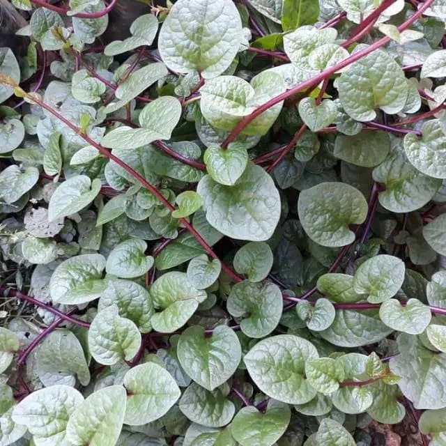 Tanaman herbal binahong merah tanaman binahong merah