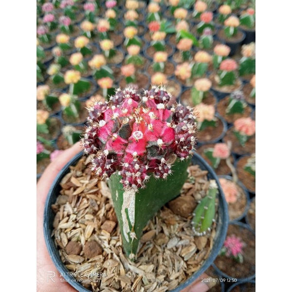 kaktus gymno blackpink