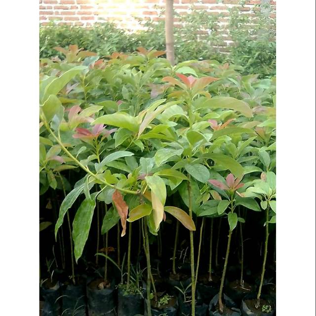 Bibit alpukat miki asli siap tanam