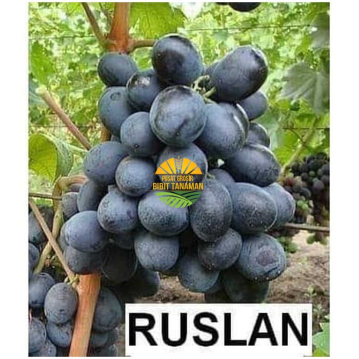 Asli Bibit anggur import Ruslan