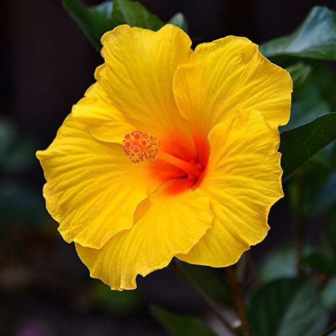 Benih HIBISCUS KUNING Biji Bibit Bunga Kembang Sepatu