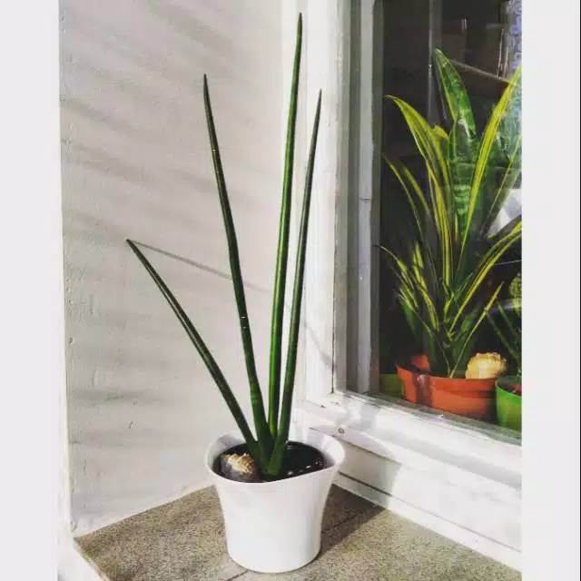 Tanaman hias sansivera tombak / sansivera