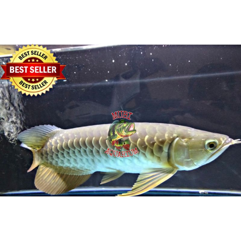 Ikan Arwana Golden Red