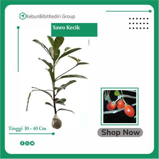 Asli     Tanaman Bibit Tanaman Sawo Kecik  Termurah Termurah     Termurah