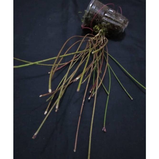 Hoya Hoya panjang sp bergeransi internasional