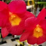 Anggrek Cattleya Gtc Jairak Jewel Red Spike