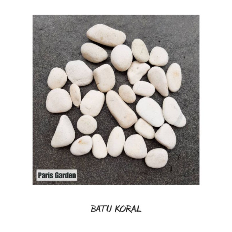 BATU HIAS BATU KORAL PUTIH REPACK 500 GRAM - BATU KERIKIL BATU KORAL - BATU TAMAN HIASAN TAMAN