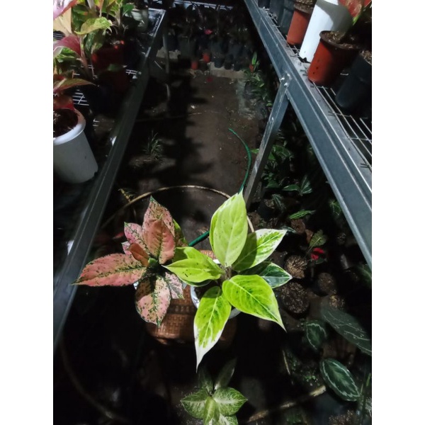 AGLONEMA PAKET MURAH KOMKOM ORANGE DAN LIPSTIK WHITE