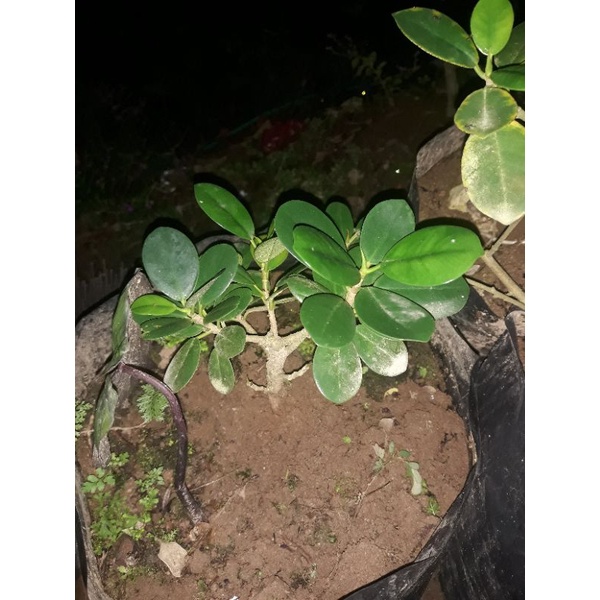 Beringin Dolar Mikro Dolar Micro Ficus