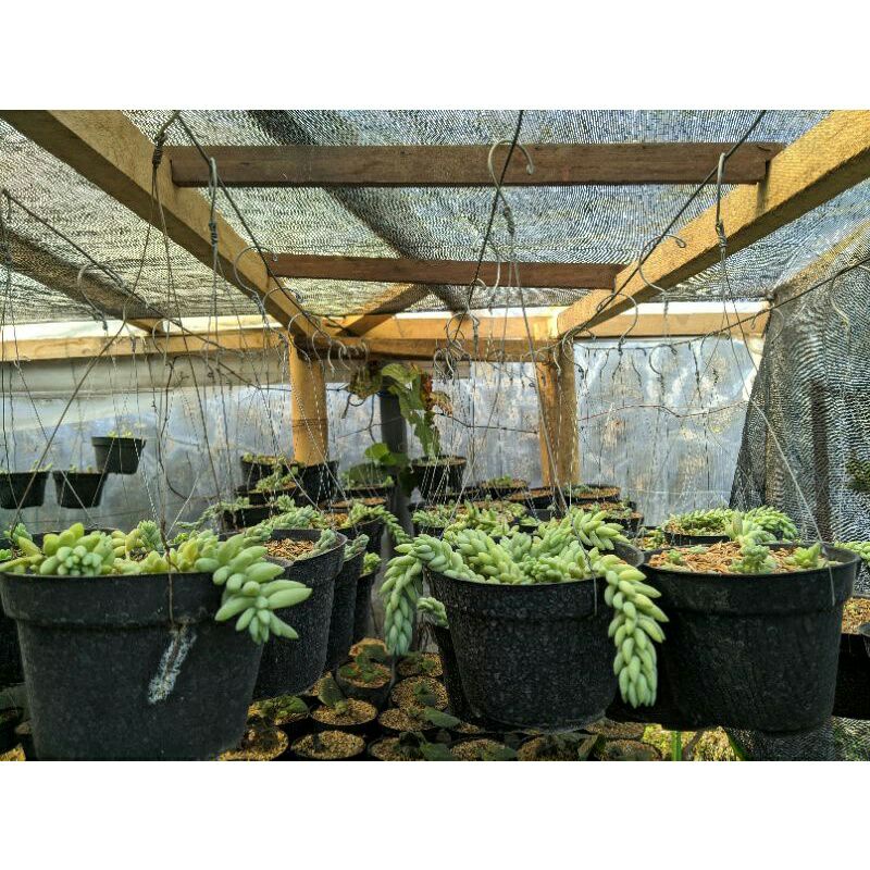 Air Mata Bunda tanaman hias / tanaman hias gantung